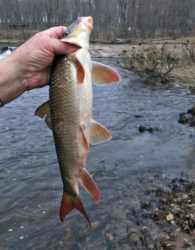 sucker-rough-fish-caught-wisconsin-river-spring-run-90322279.jpg