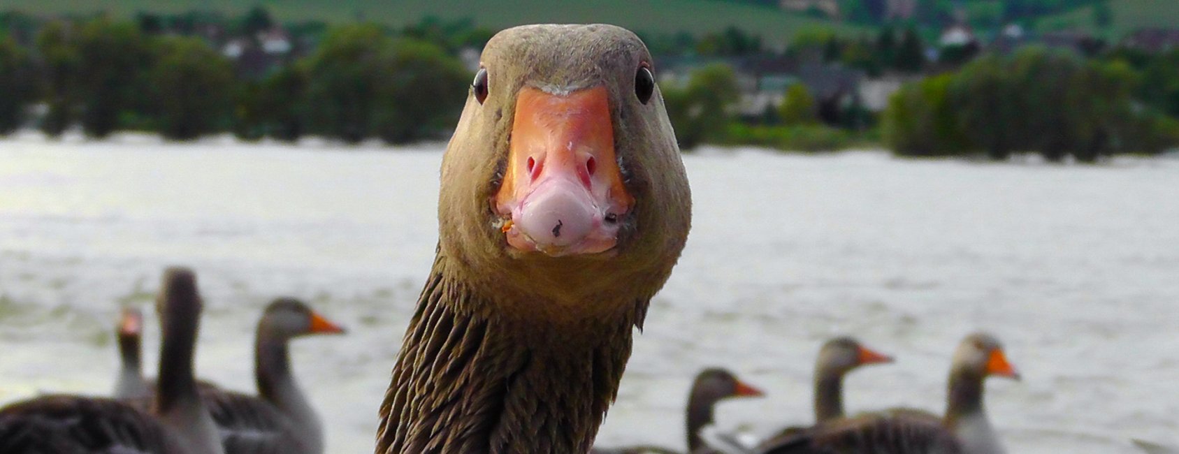 why-are-geese-aggressive.jpg