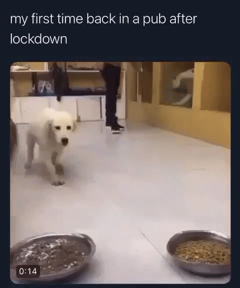 hungryfloppydog.gif