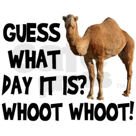 45972-Hump-Day-Camel_zpslc3kq1id.jpg