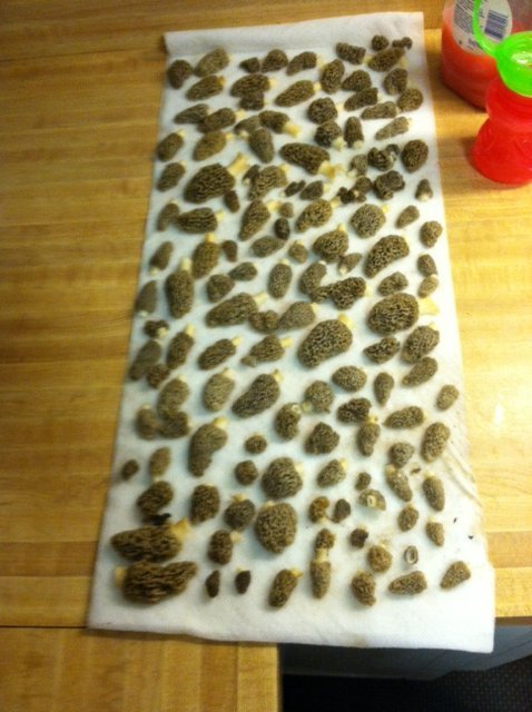 shrooms cut up.JPG