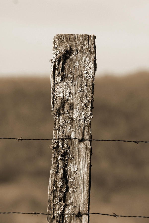 fence post.jpg