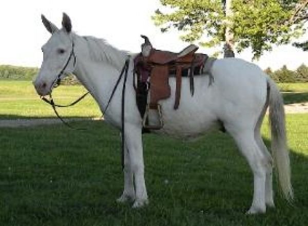 mule_gelding_white_horse.jpg