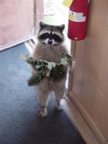 Funny+Raccoon-3.jpg