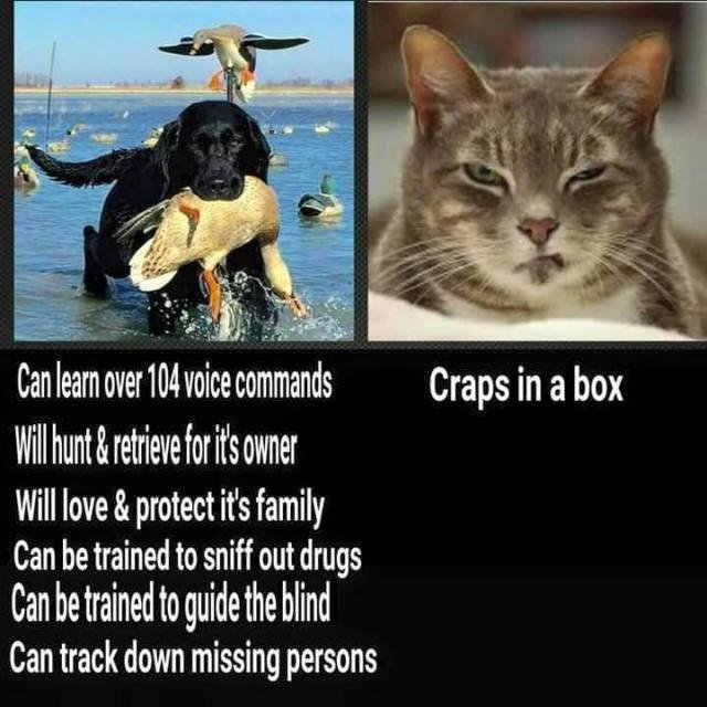 full-1515-308154-dogs_vs_cats.jpg