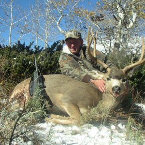 mule deer 07