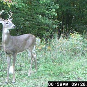 8 point buck near my wifes' hunting blind.