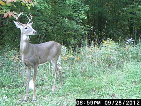 8 point buck near my wifes' hunting blind.