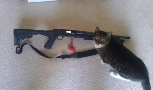 Mossberg 500 SP w/ my cat. =)

Safety Checked